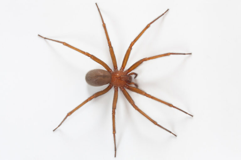 La araña de rincón (Loxosceles laeta), ¿qué tan peligrosa es? - ChileFauna