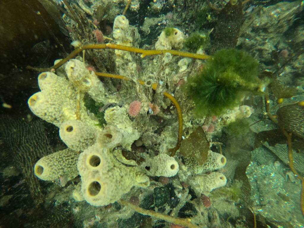 Mycale magellanica (esponja presente en aguas chilenas). 