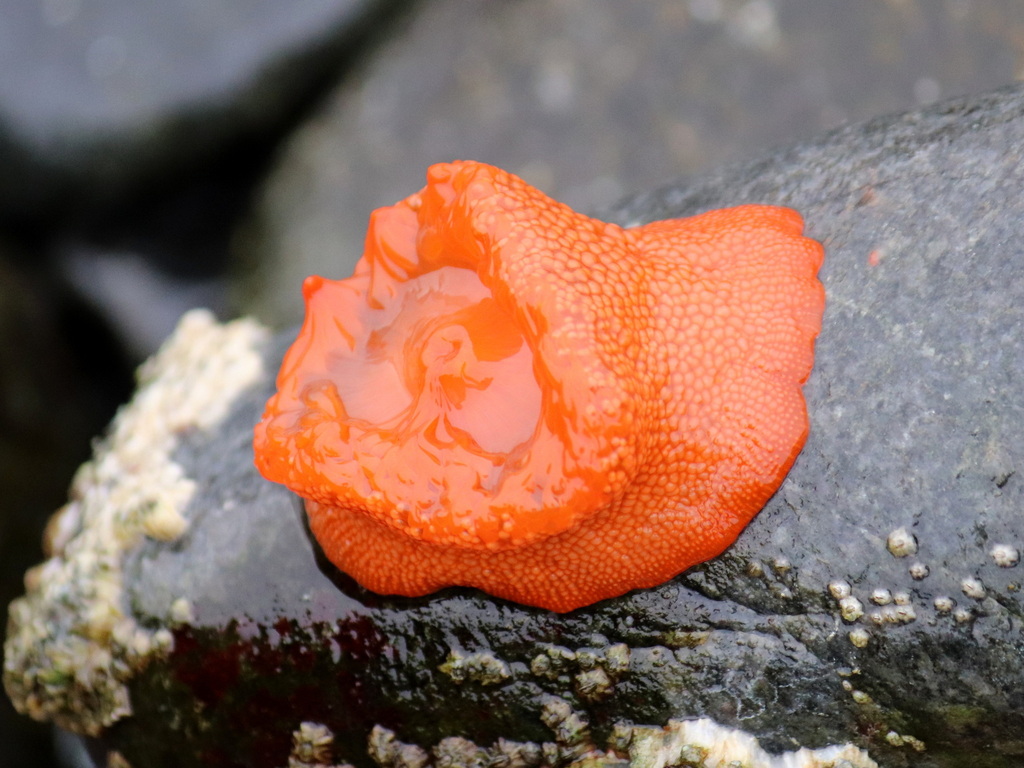 Phymanthea pluvia ((Hexacorallia: Actinaria: Actiniidae) en Chile.