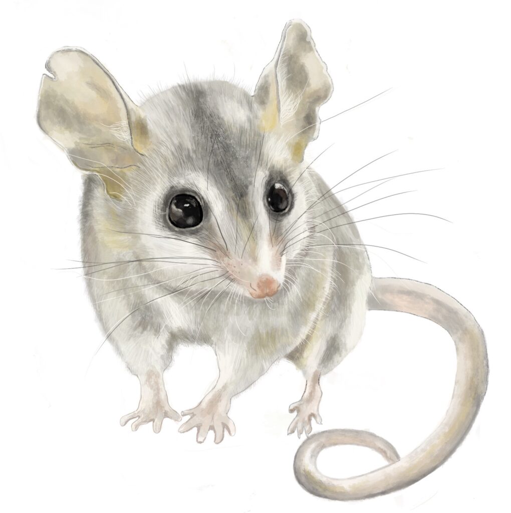 Ilustración de yaca común.