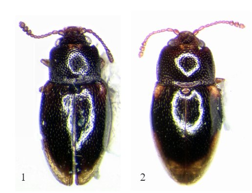 Cryptophagidae. Chilatomaria hillersae y Chilatomaria discophora. Chile.